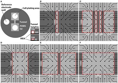 Optimised PDMS Tunnel Devices on MEAs Increase the Probability of Detecting Electrical Activity from Human Stem Cell-Derived Neuronal Networks